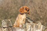 CAVALIER KING CHARLES 405
